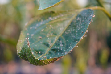 Problem of whitefly effect on leaves and branches of vegetables plants in field inside greenhouses, Whitefly Aleyrodes proletella agricultural pest on pepper leaf, Whiteflies on underside of leaves.
