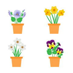 Set of spring flowers potted , narcissus, pansy, vector illustration, isolated on white background.