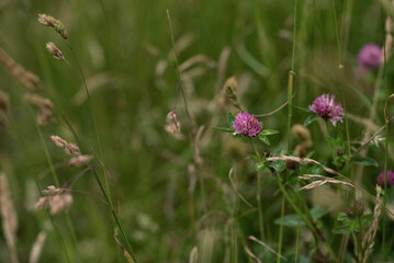 Wild flowers of clover in a high tall grass in summer . A picturesque colorful artistic image with a soft focus
