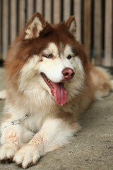 Smart male Alaskan Malamute dog breed