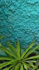 Textured turquoise wall with green foliage creating a vibrant outdoor aesthetic