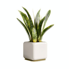 Snake Plant in Modern White Cube Pot Against Bright Cyan Transparent background