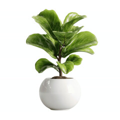 Fiddle Leaf Fig in White Pot Against Vibrant Aqua Striped Transparent background