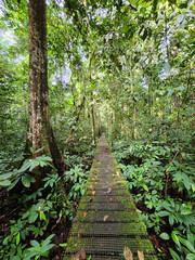 Obraz premium Trekking walkway in Danum Valley Jungle in Lahad Datu