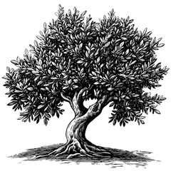 Hand drawn olive tree, vintage woodcut, sketch style vector, black ink tree, antique engraving, rustic botanical art, traditional etching, countryside flora, nature drawing, organic plant © Vintage Studio