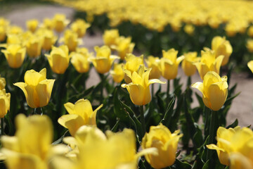 Obraz premium Field of yellow tulips. Floral spring background. Glade of yellow flowers. Bright colorful tulips. Landscape. Nature background
