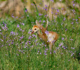 Precious Sandhill Crane Colt Baby Stretching Tiny Wings
