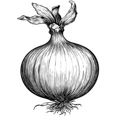 Onion, vintage, woodcut engraving style, black sketch, old illustration, retro vegetable drawing, rustic farming art, antique garden food, botanical etching, organic vegetable print,
