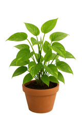 Vibrant Green Pothos Plant in Terracotta Pot &ndash; Indoor Air Purifying Houseplant.
