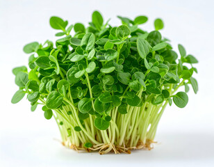Naklejka premium Fresh Microgreens Close Up On White Background