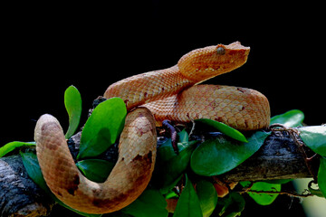 trimeresurus puniceus, pit viper snakes on the branch
