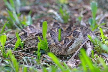 pit viper snakes on the ground