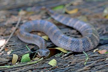Death adder snakes on the ground
