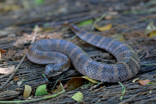Death adder snakes on the ground