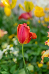Obraz premium Un champ de magnifiques tulipes rouges au printemps 