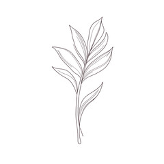 Line art leaf, monochrome botanical illustration, for branding