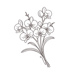 Orchid flowers line art, monochrome botanical illustration, for wedding invitations