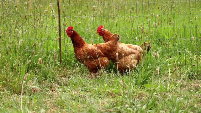 Des poules en pleine nature, au plein air, dans une ferme. 