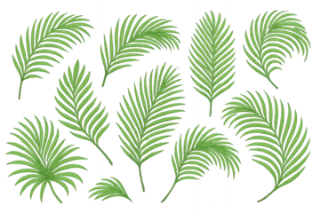 Free clipart featuring realistic palm leaves in various shades of green isolated on transparent background.