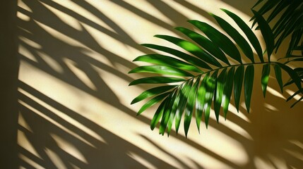 Obraz premium Interior Palm Leaf Shadow Sunlight