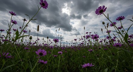 ai image offers a dramatic low-angle view looking up through a field of vibrant purple wildflowers towards a cloudy, grey sky