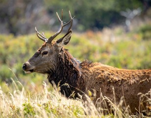 Majestic red deer stag in its natural habitat, amidst tall grass.  A captivating wildlife portrait showcasing its antlers and fur.