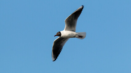 seagull in flight