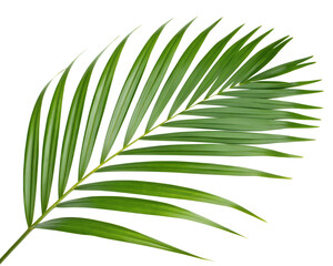 A leafy green palm tree leaf isolated on transparent background. © MD USUB BISWAS