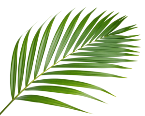 A leafy green palm tree leaf isolated on transparent background.