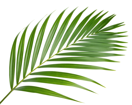 A leafy green palm tree leaf isolated on transparent background.