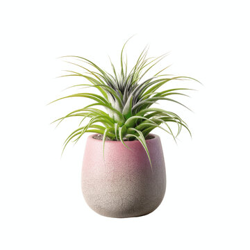 Air Plant in Pink Speckled Pot on Vibrant Cyan Transparent background