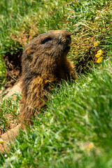 Marmots photographed on the way up the mountain called ‘Altmann’ in the Alpstein mountains in eastern Switzerland.