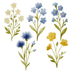 Watercolor set of wildflowers with chamomile, forget-me-not, and cornflower, hand-painted botanical illustration on white background