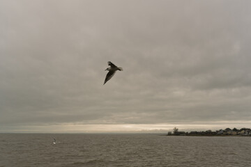 A bird is flying over the ocean