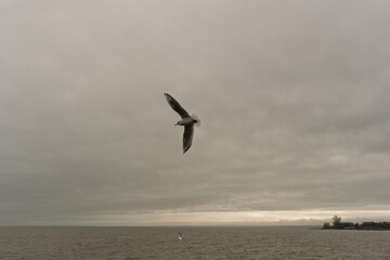A seagull flies over the ocean on a cloudy day