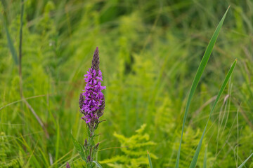 A purple flower is in the foreground of a green field