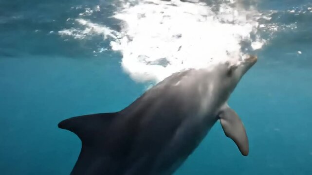 dolphin jumping out of water