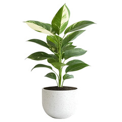 Vibrant Green Plant in Speckled White Pot Home Decor Tranquil Indoor Greenery