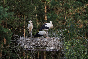 Three birds are sitting on a nest in a wooded area