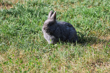 A gray rabbit is sitting in the grass