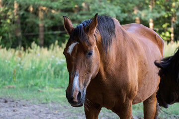 A brown horse with a white face stands in a field