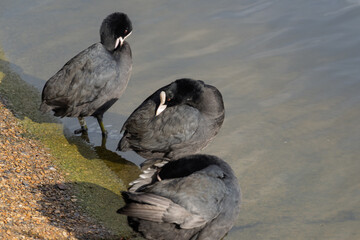 Three black ducks are standing in the water