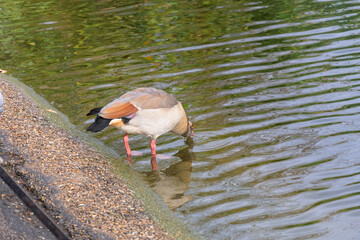 A bird is drinking water from a pond