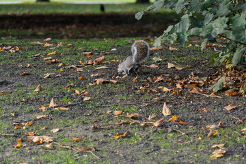 A squirrel is eating leaves on the ground