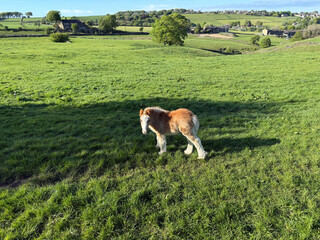 A young foal stands in a lush, green meadow under a bright blue sky. Rolling hills and scattered...
