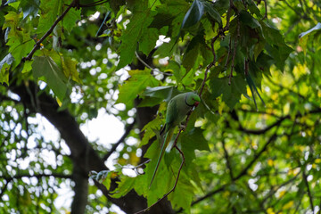A green parrot is perched on a tree branch