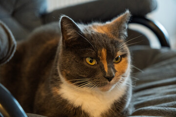 A cat with a black, gray, and orange coat is sitting on a chair