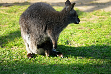 Female kangaroo with little baby in her pouch on a sunny green lawn