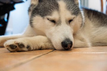 A dog is laying on the floor with its head down