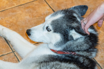 A dog is laying on the floor with its head tilted to the side